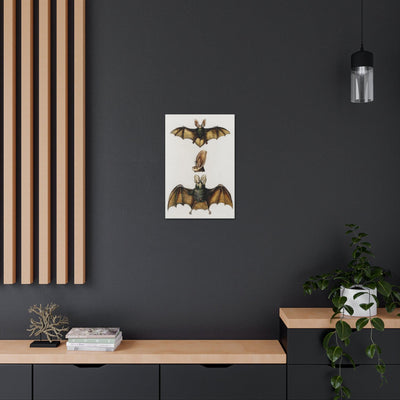 Plecotus Bat Illustrated By Charles Dessalines Canvas Gallery Wraps-Canvas-Printify-PaxtonGate