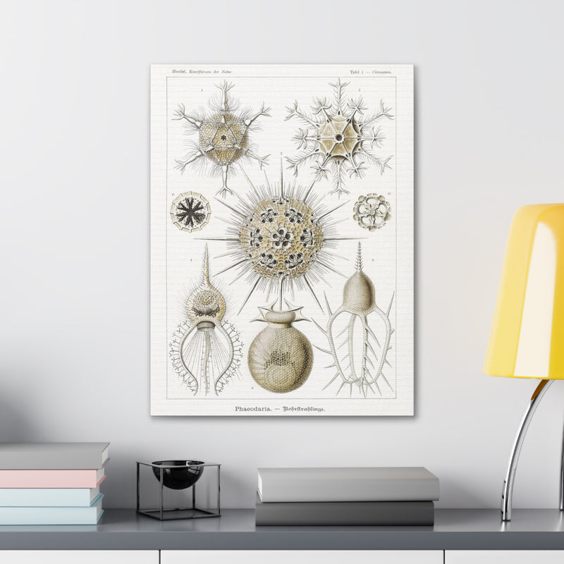 "phaeodaria rohrstrahlinge" By Ernst Haeckel Canvas Gallery Wraps-Canvas-Printify-PaxtonGate