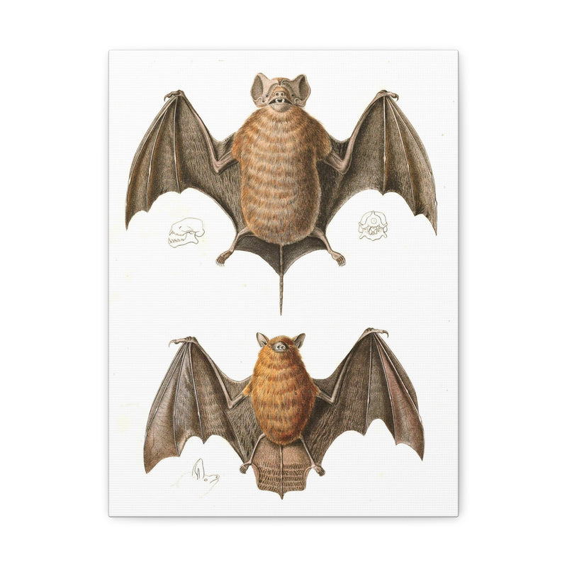 Free Tailed Bats Illustration Canvas Gallery Wraps-Canvas-Printify-PaxtonGate