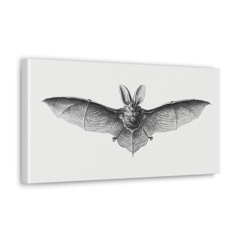 Vintage Bat Illustration By Ernst Haeckel Canvas Gallery Wraps-Canvas-Printify-PaxtonGate