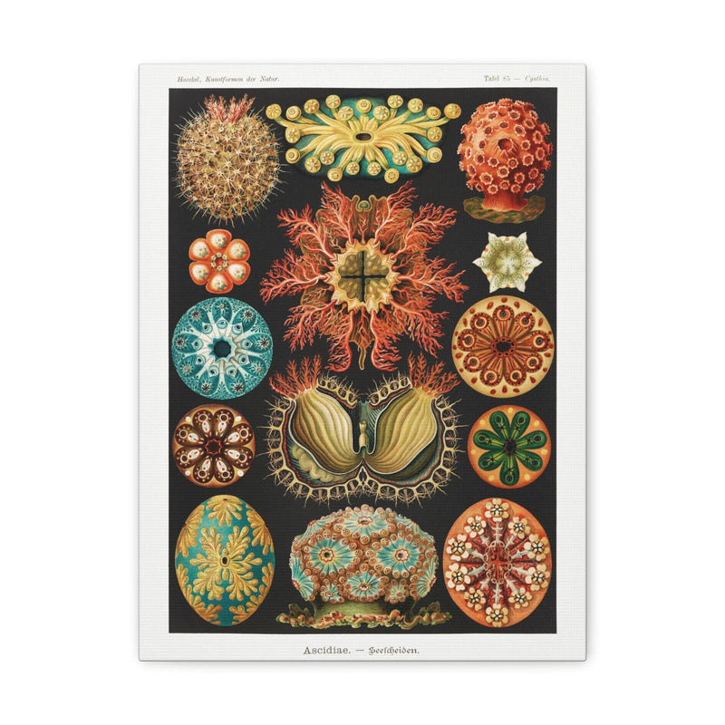 "Ascidiae Seescheiden" By Ernst Haeckel Canvas Gallery Wraps-Canvas-Printify-PaxtonGate