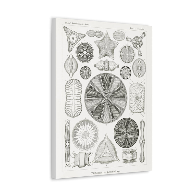 "diatomea-schachtellinge" by Ernst Haeckel Canvas Gallery Wraps-Canvas-Printify-PaxtonGate