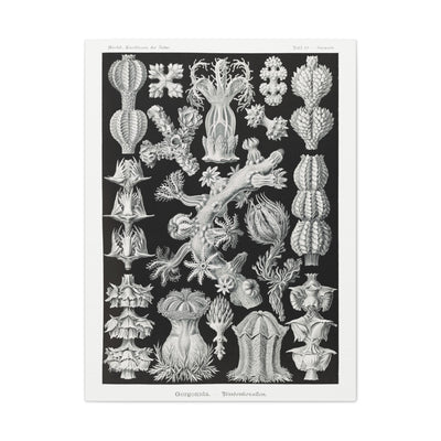 "gorgonida rindenkorallen" By Ernst Haeckel Canvas Gallery Wraps-Canvas-Printify-PaxtonGate