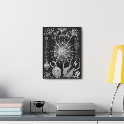 "Phaeodaria Rohrstrahlinge" By Ernst Haeckel Canvas Gallery Wraps-Canvas-Printify-PaxtonGate