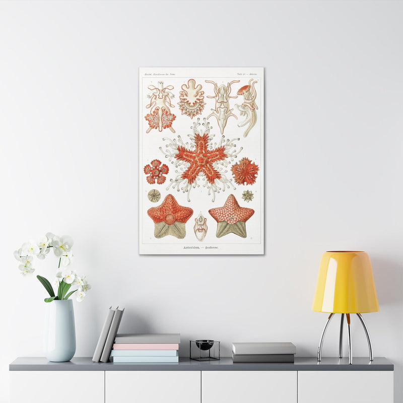 "Asteridea Seesterne" By Ernst Haeckel Canvas Gallery Wraps-Canvas-Printify-PaxtonGate
