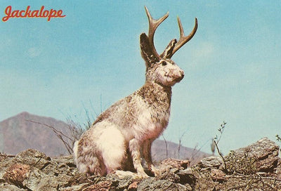 DIY Taxidermy Jackalope Workshop-Workshop-Geoffrey Vassallo-PaxtonGate