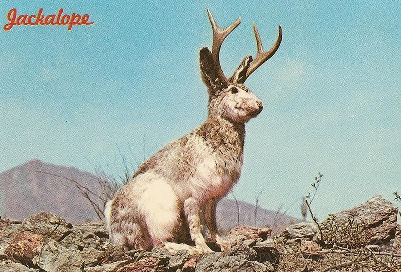 DIY Taxidermy Jackalope Workshop-Workshop-Geoffrey Vassallo-PaxtonGate
