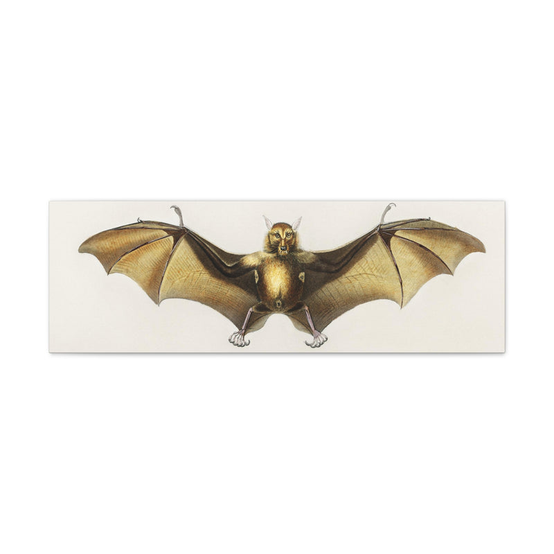Vintage Roufsette Bat Illustration By Ernst Haeckel Canvas Gallery Wraps-Canvas-Printify-PaxtonGate