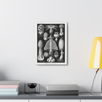"basimycetes schwammpilze" By Ernst Haeckel Canvas Gallery Wraps-Canvas-Printify-PaxtonGate