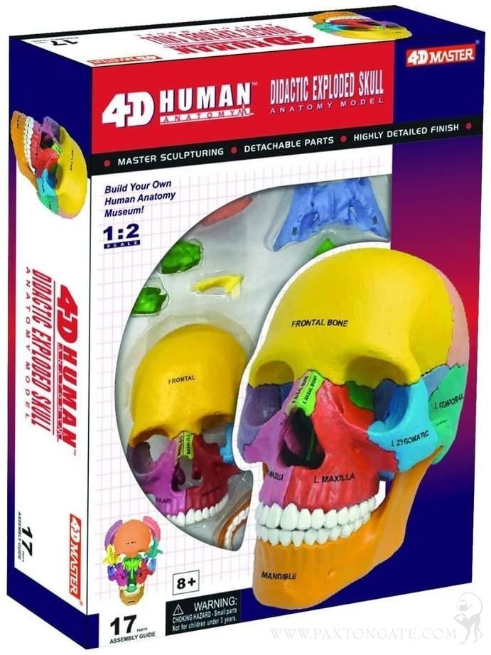Interactive Skull Anatomy Anatomy Standard Landing Page