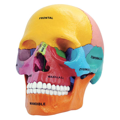 4D Didactic Exploded Skull Interactive Model - Paxton Gate