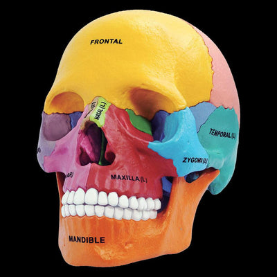 4D Didactic Exploded Skull Interactive Model - Paxton Gate