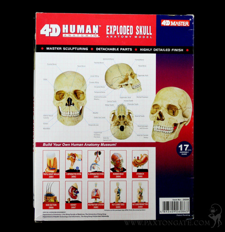 4D Exploded Skull Model For Sale | Paxton Gate