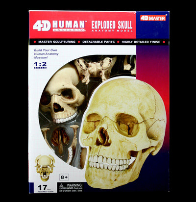 4D Exploded Skull Model - Paxton Gate