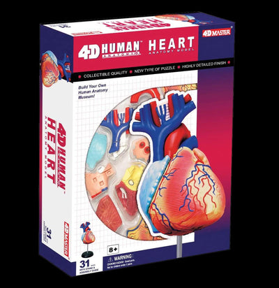 4D Human Heart - Paxton Gate