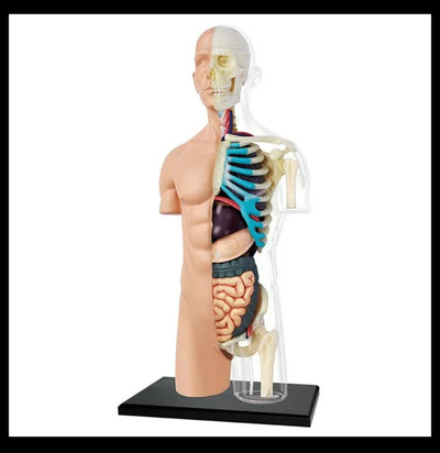 4D Human Torso - Paxton Gate
