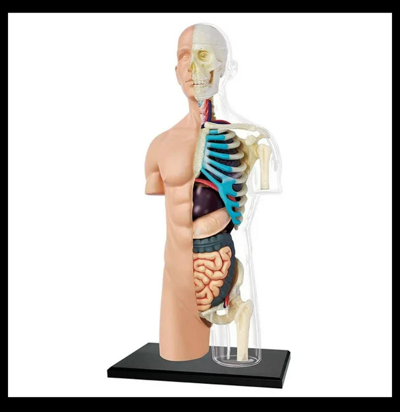 4D Human Torso - Paxton Gate