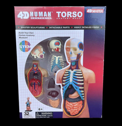 4D Human Torso - Paxton Gate
