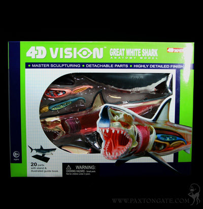 4D Vision Great White Shark Model - Paxton Gate