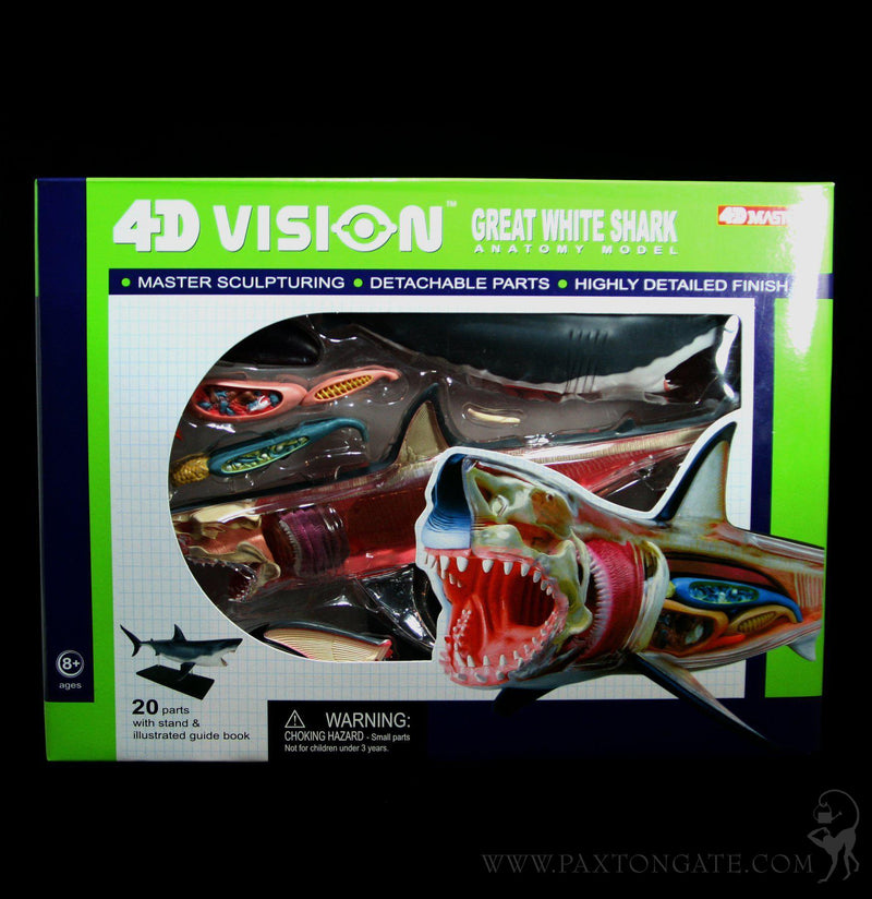 4D Vision Great White Shark Model - Paxton Gate