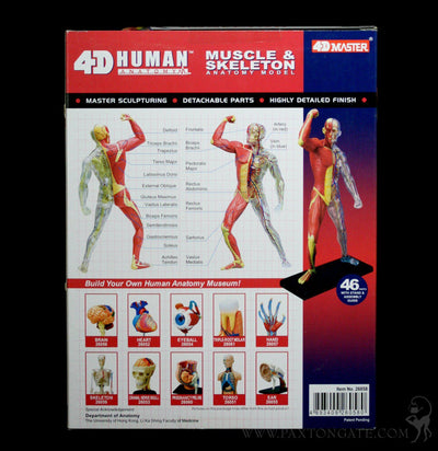 4D Vision Human Muscle and Skeleton Model - Paxton Gate