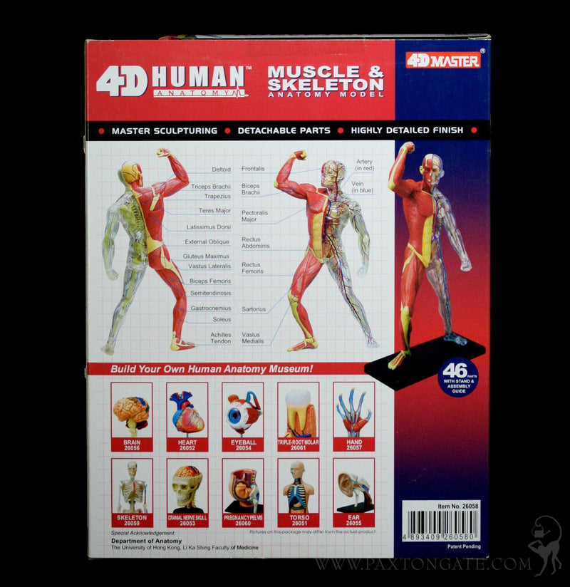4D Vision Human Muscle and Skeleton Model - Paxton Gate