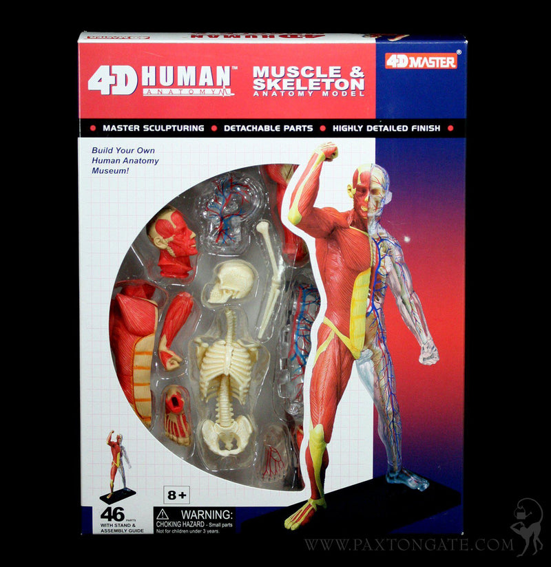 4D Vision Human Muscle and Skeleton Model - Paxton Gate