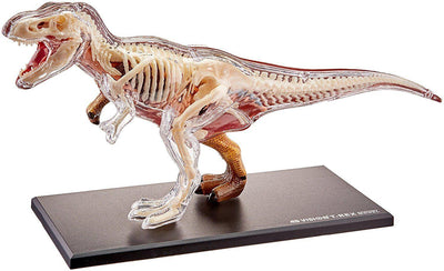 4D Vision T-Rex Model - Paxton Gate