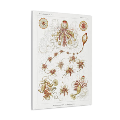 "siphonophorae staatsquallen" By Ernst Haeckel Canvas Gallery Wraps-Canvas-Printify-PaxtonGate