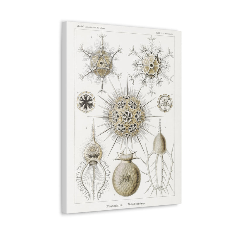 "phaeodaria rohrstrahlinge" By Ernst Haeckel Canvas Gallery Wraps-Canvas-Printify-PaxtonGate