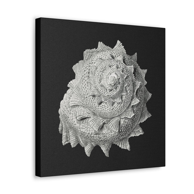 "Vintage Shell Illustration" By Ernst Haeckel Canvas Gallery Wraps-Canvas-Printify-PaxtonGate