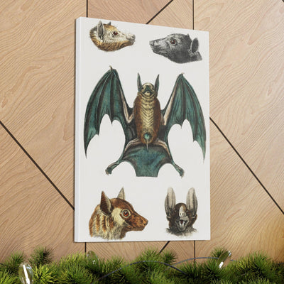 Vintage Various Bats Illustrations Canvas Gallery Wraps-Canvas-Printify-PaxtonGate