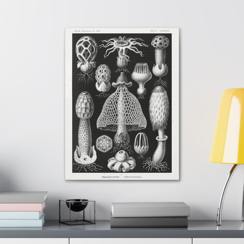 "basimycetes schwammpilze" By Ernst Haeckel Canvas Gallery Wraps-Canvas-Printify-PaxtonGate