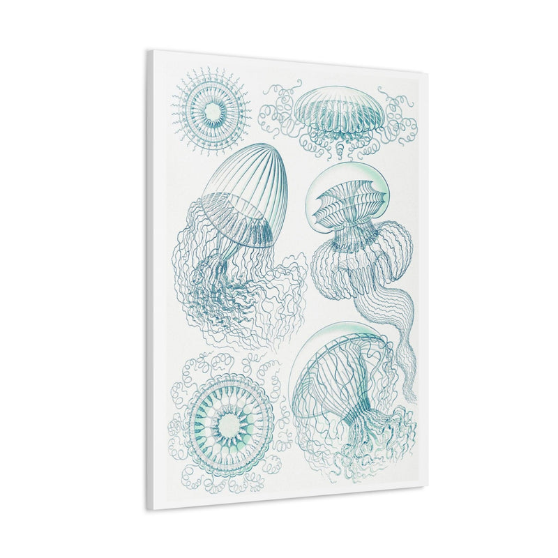 "leptomedusae faltenquallen" By Ernst Haeckel Canvas Gallery Wraps-Canvas-Printify-PaxtonGate
