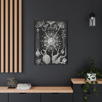 "Phaeodaria Rohrstrahlinge" By Ernst Haeckel Canvas Gallery Wraps-Canvas-Printify-PaxtonGate