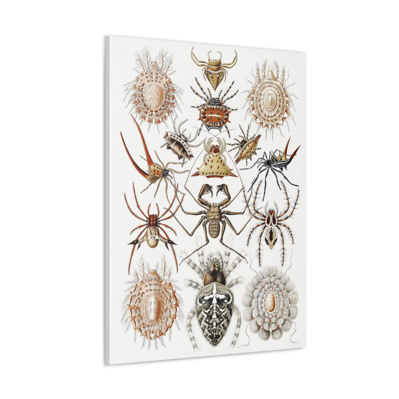 "Arachnida Spinnentiere" By Ernst Haeckel Canvas Gallery Wraps-Canvas-Printify-PaxtonGate