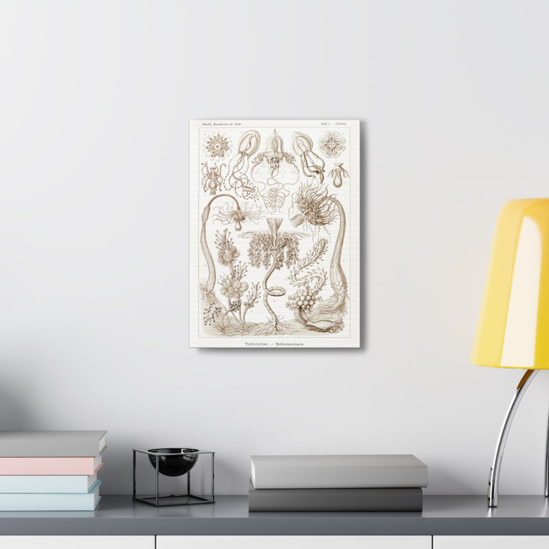"diatomea schachtellinge" By Ernst Haeckel Canvas Gallery Wraps-Canvas-Printify-PaxtonGate