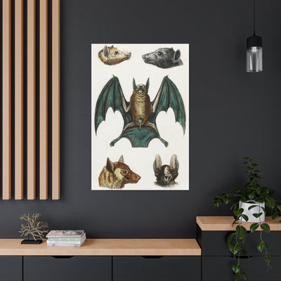 Vintage Various Bats Illustrations Canvas Gallery Wraps-Canvas-Printify-PaxtonGate