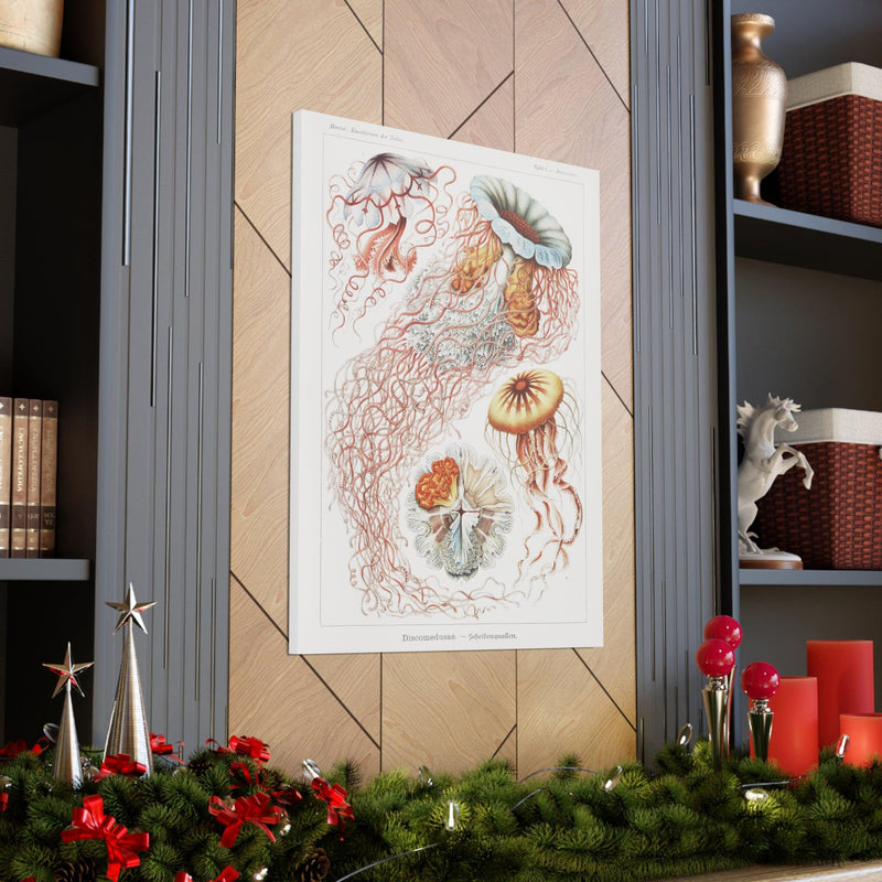 "discomedusae scheibenquallen" By Ernst Haeckel Canvas Gallery Wraps-Canvas-Printify-PaxtonGate