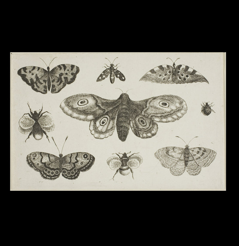 A Moth, Butterflies, and Bees Satin Poster - Paxton Gate