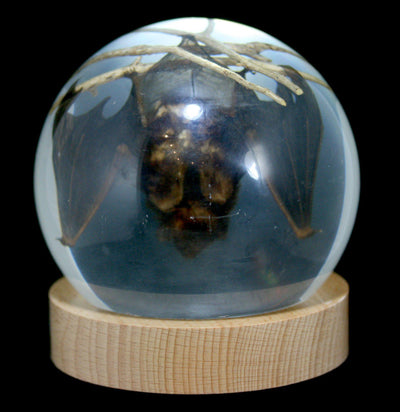 Acrylic Bat in Globe - Paxton Gate