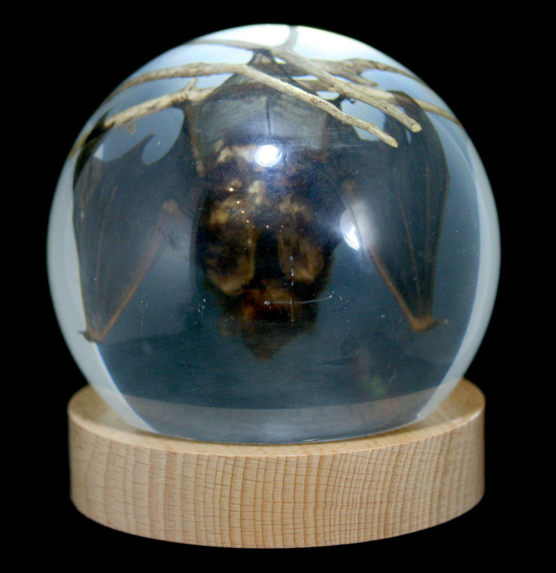 Acrylic Bat in Globe - Paxton Gate