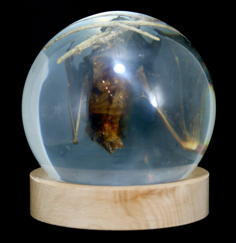 Acrylic Bat in Globe - Paxton Gate