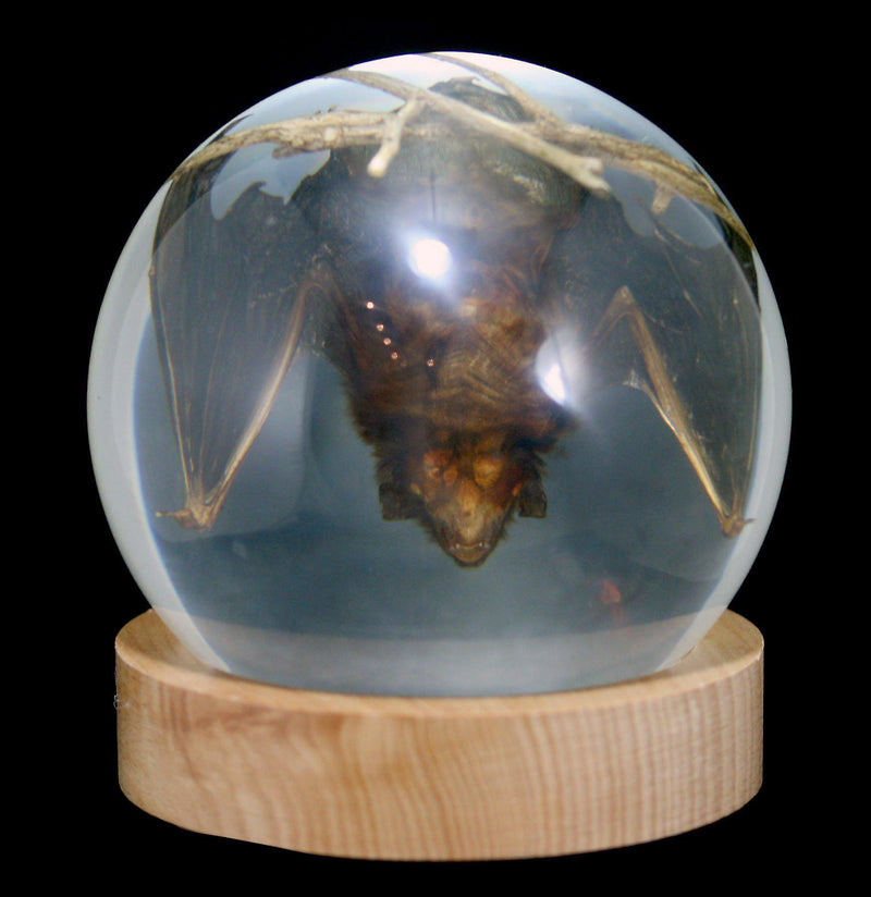 Acrylic Bat in Globe - Paxton Gate