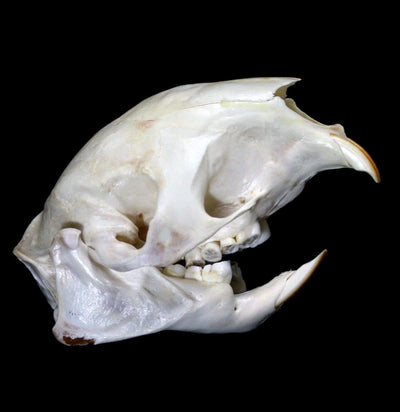 African Porcupine Skull-Skulls-African Crafts Market-PaxtonGate