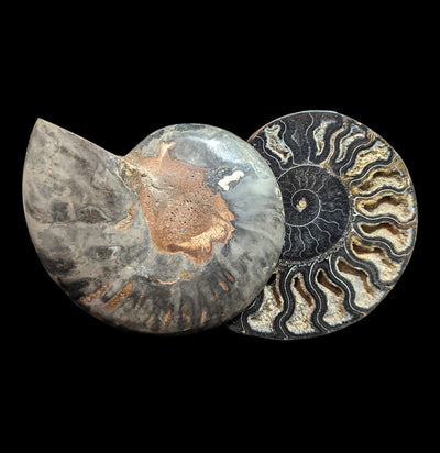 Agatized Black Ammonite Fossil Pairs-Fossils-Enter the Earth-PaxtonGate