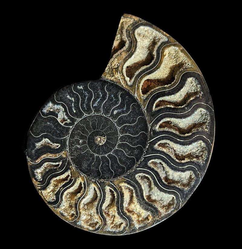 Agatized Black Ammonite Fossil Pair-Fossils-Enter the Earth-PaxtonGate