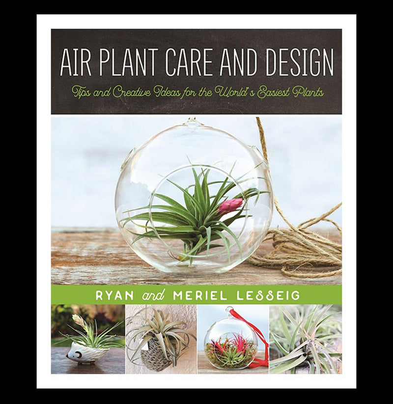 air plant care and design Air Plant Care and Design