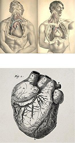 Anatomy Rocks : The Coloring Book - Paxton Gate