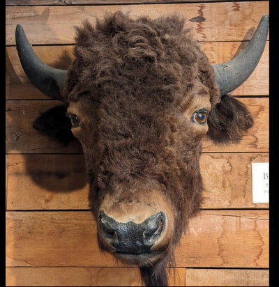 Antique Bison Taxidermy Head Mount-Taxidermy-Private Seller-PaxtonGate